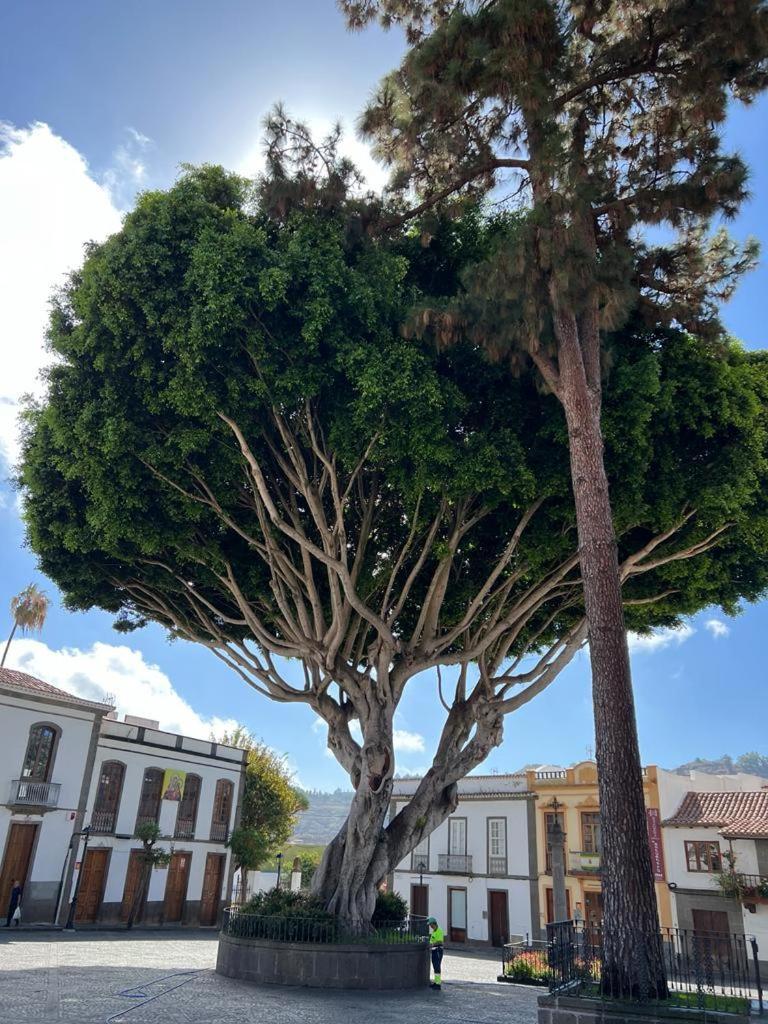 Apartmán Casa En Teror Centrica Turismo De Ciudad Y Bosques Exteriér fotografie